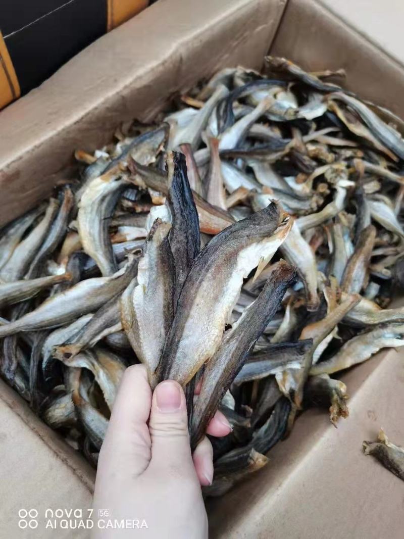 [推选]小龙鱼，大量现货需要联系价格美丽