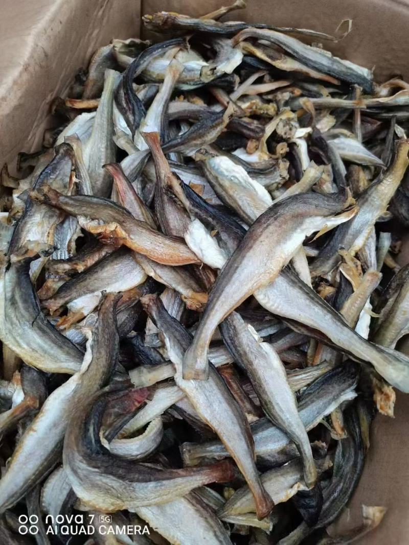 [推选]小龙鱼，大量现货需要联系价格美丽