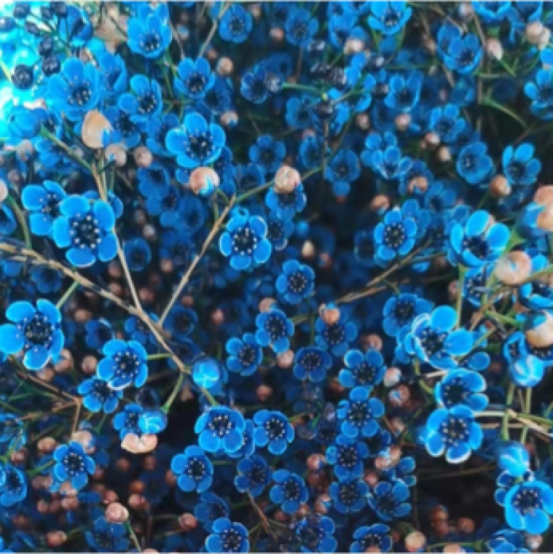 平头澳洲腊梅鲜切花原色吸色腊梅颜色齐全昆明基地直发