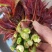 露天鲜香椿芽.【精品】云南红香椿，基地直发，精品货源包邮