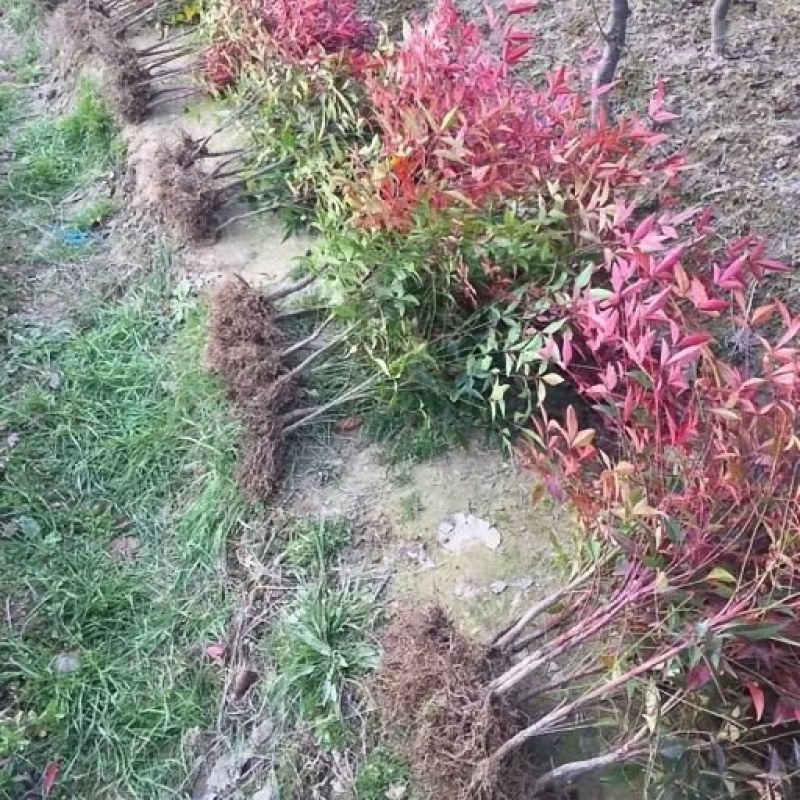 南天竹，河南南天竹，南天竹价格，南天竹友好苗圃基地