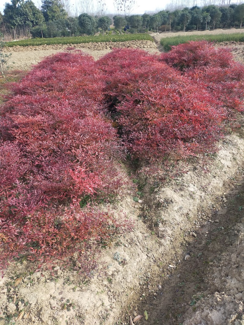 南天竹，河南南天竹，南天竹价格，南天竹友好苗圃基地