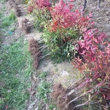 南天竹，河南南天竹，南天竹价格，南天竹友好苗圃基地