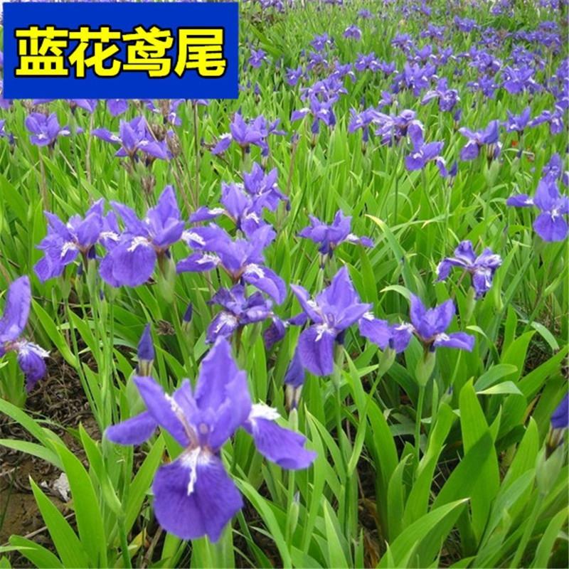 蓝花鸢尾种子多年生耐寒花种子四季播种花卉种籽子