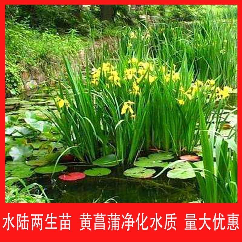蓝花鸢尾种子多年生耐寒花种子四季播种花卉种籽子