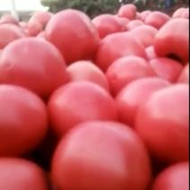 攀枝花市米易县大棚翻茄大量上市中，欢迎全国各地老板来收购
