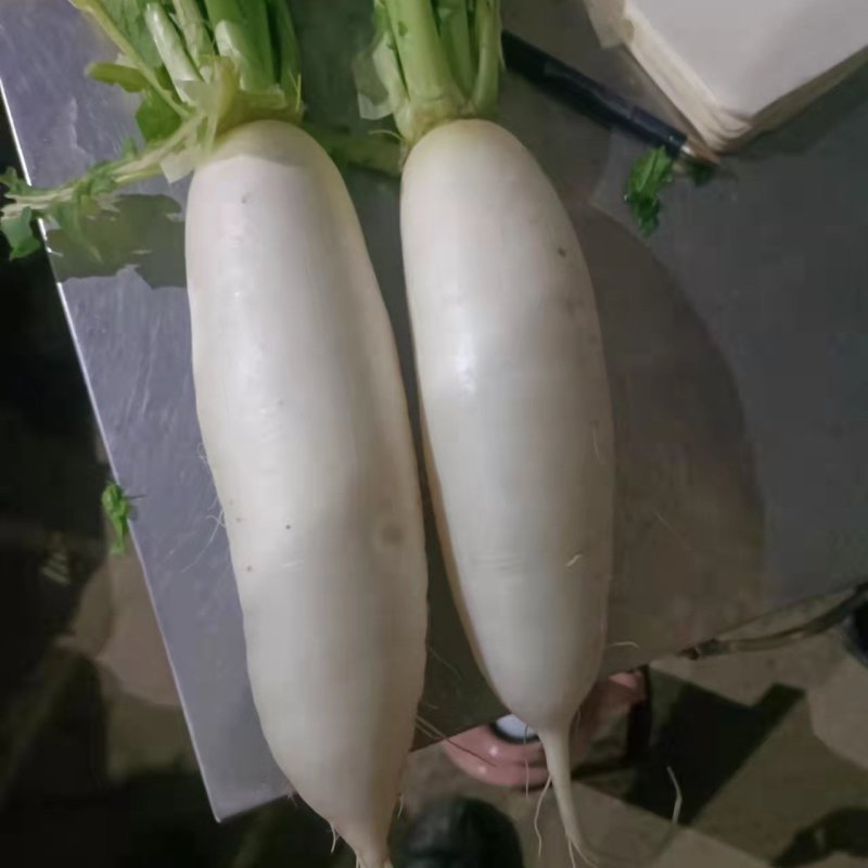 【精品】白萝卜，商超品质，产地直发，量大从优，现挖现发
