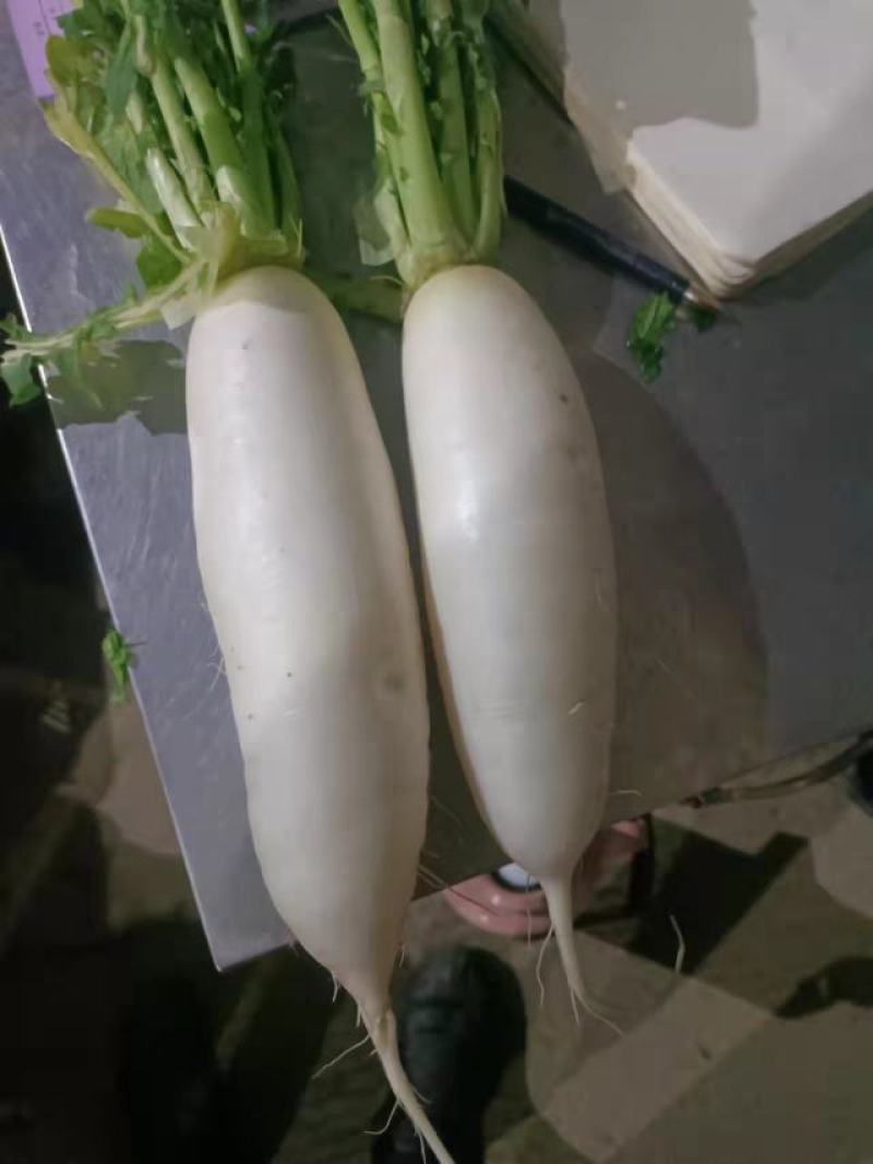 【精品】白萝卜，商超品质，产地直发，量大从优，现挖现发