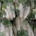 【精品】白萝卜，商超品质，产地直发，量大从优，现挖现发