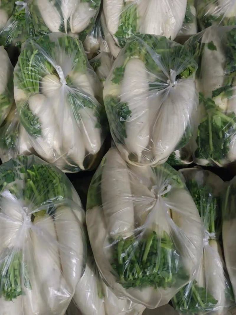 【精品】白萝卜，商超品质，产地直发，量大从优，现挖现发