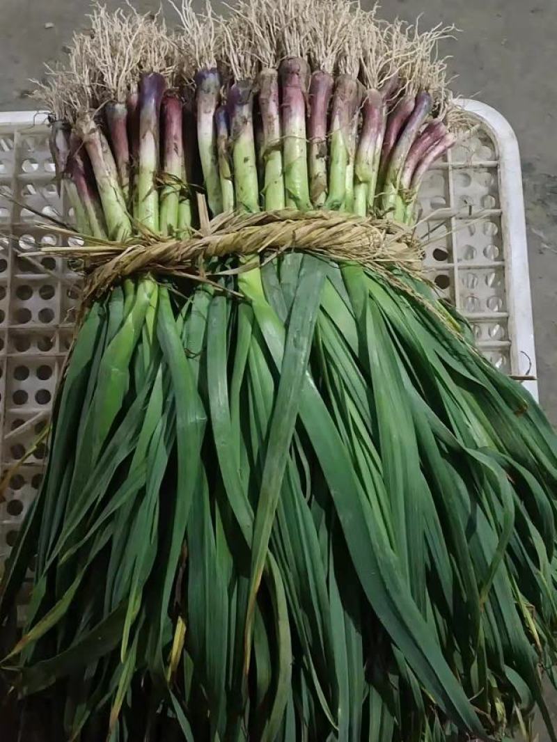 【精品】蒜苗，产地直发，量大从优，商超品质，现挖现发