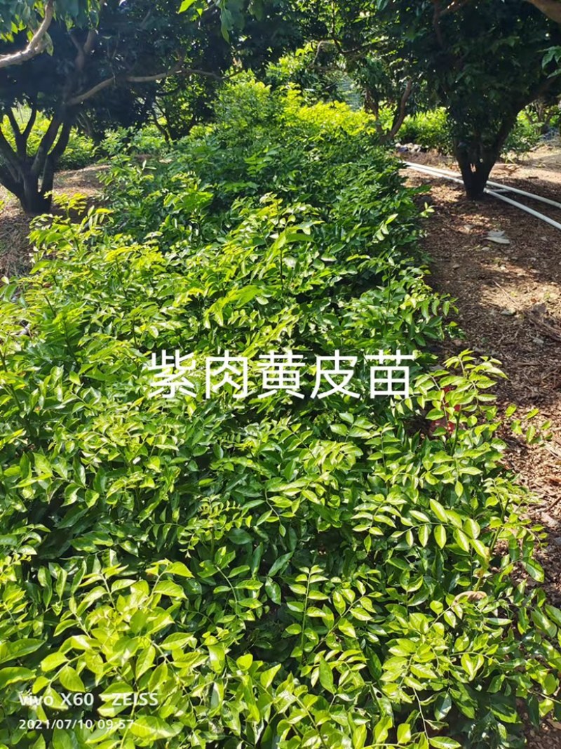 【放心苗】黄皮蜜香苗，紫肉苗假一赔十品种齐全欢迎电联