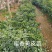 【放心苗】黄皮蜜香苗，紫肉苗假一赔十品种齐全欢迎电联