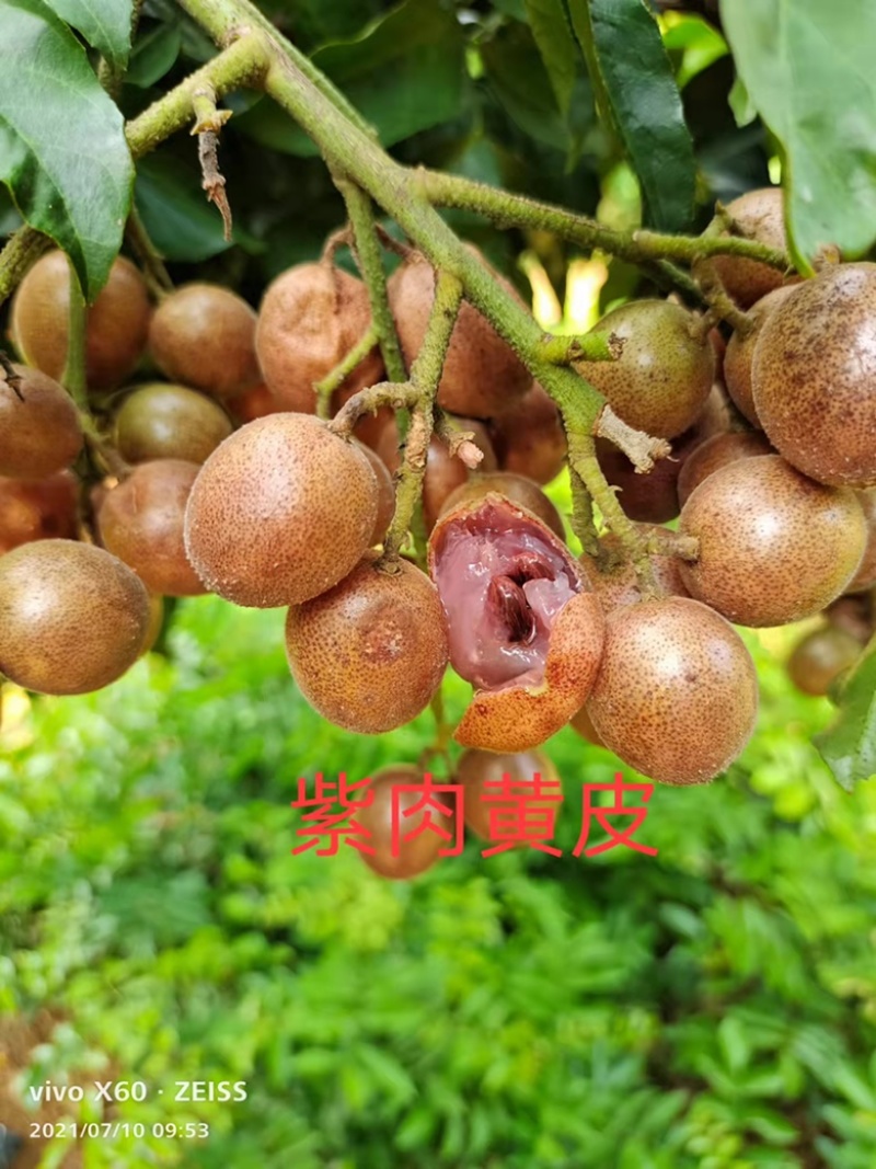 【放心苗】黄皮蜜香苗，紫肉苗假一赔十品种齐全欢迎电联