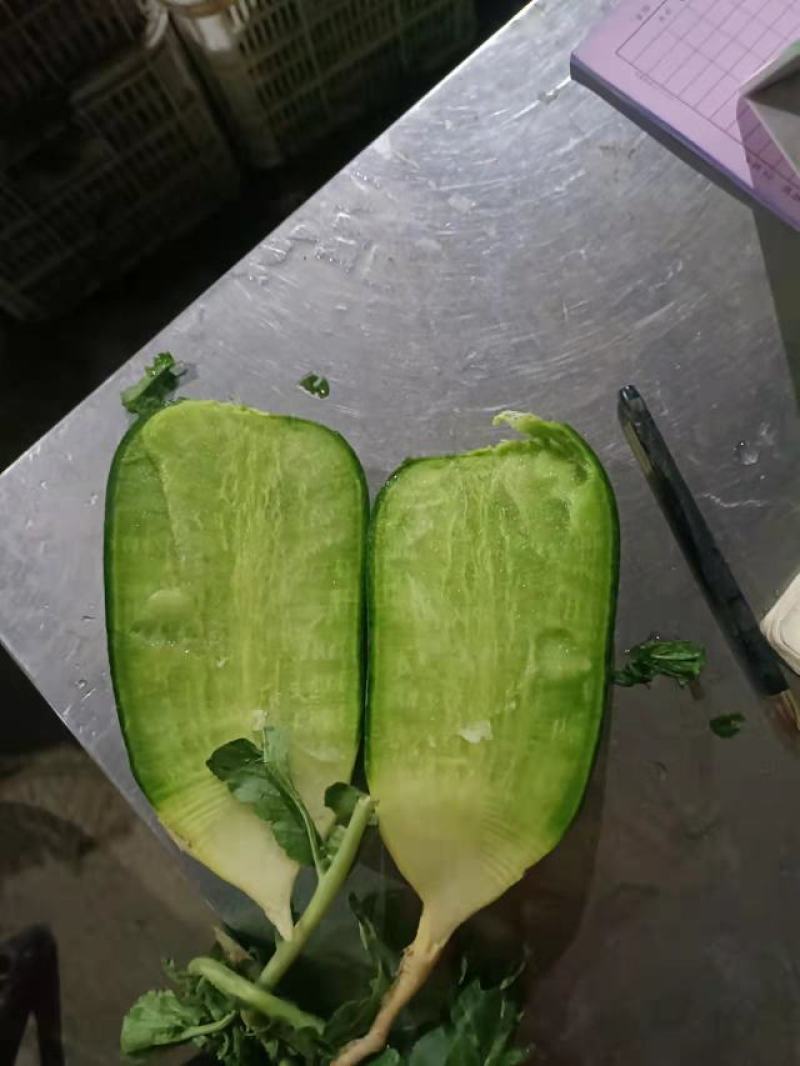 【精品】水果萝卜，绿萝卜现挖现发产地直发量大从优