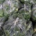 【精品】水果萝卜，绿萝卜现挖现发产地直发量大从优