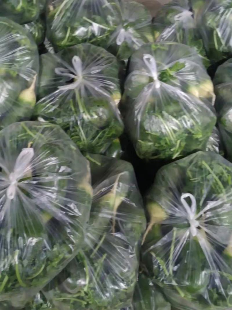 【精品】水果萝卜，绿萝卜现挖现发产地直发量大从优