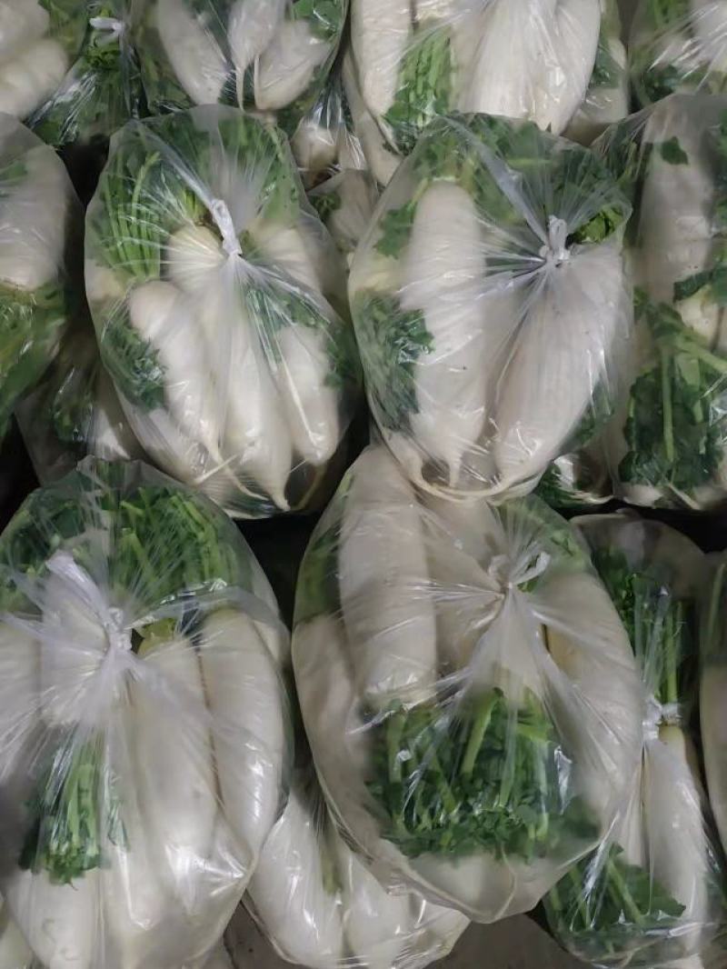 【精品】白萝卜现挖现发，产地直发，全国发货，量大从优