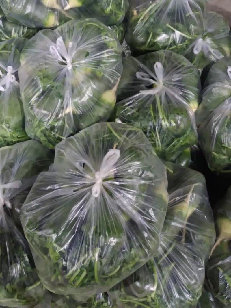 【精品】白萝卜现挖现发，产地直发，全国发货，量大从优