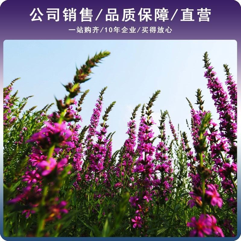 千屈菜种子四季易活多年生宿根花种子水钟柳种子庭院室外耐寒