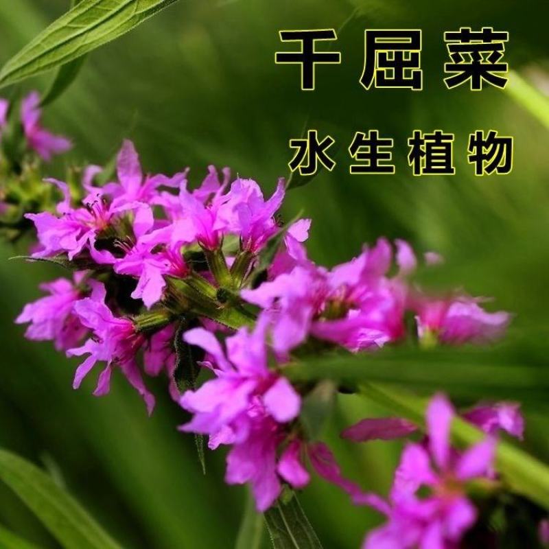 千屈菜种子四季易活多年生宿根花种子水钟柳种子庭院室外耐寒