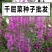 千屈菜种子四季易活多年生宿根花种子水钟柳种子庭院室外耐寒