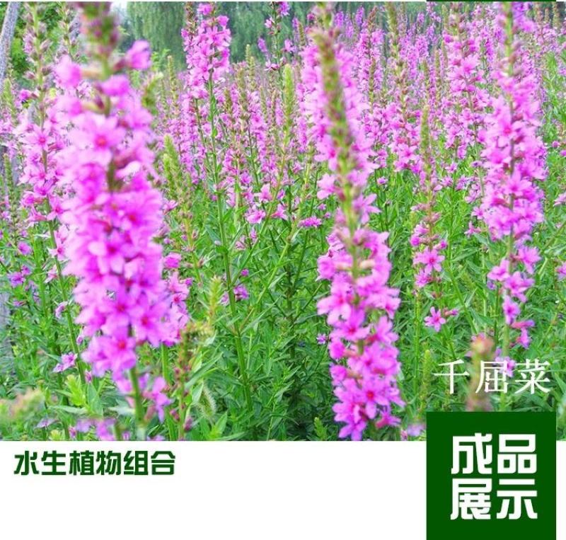 千屈菜种子四季易活多年生宿根花种子水钟柳种子庭院室外耐寒