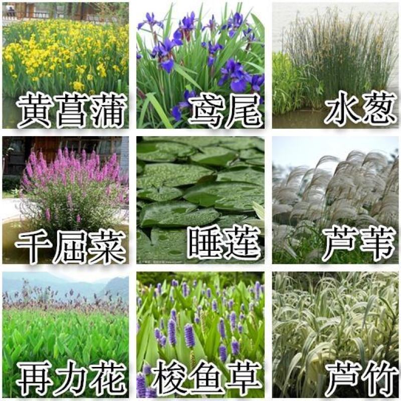 千屈菜种子四季易活多年生宿根花种子水钟柳种子庭院室外耐寒