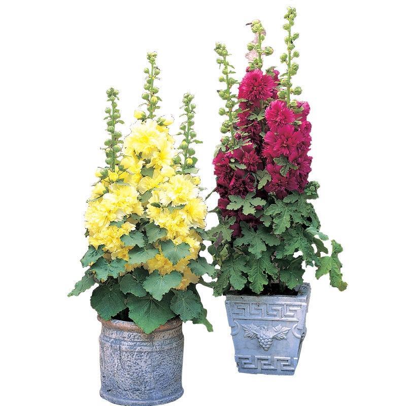 蜀葵花种子重瓣蜀葵花种子多年生一丈红种子春播四季易种易活