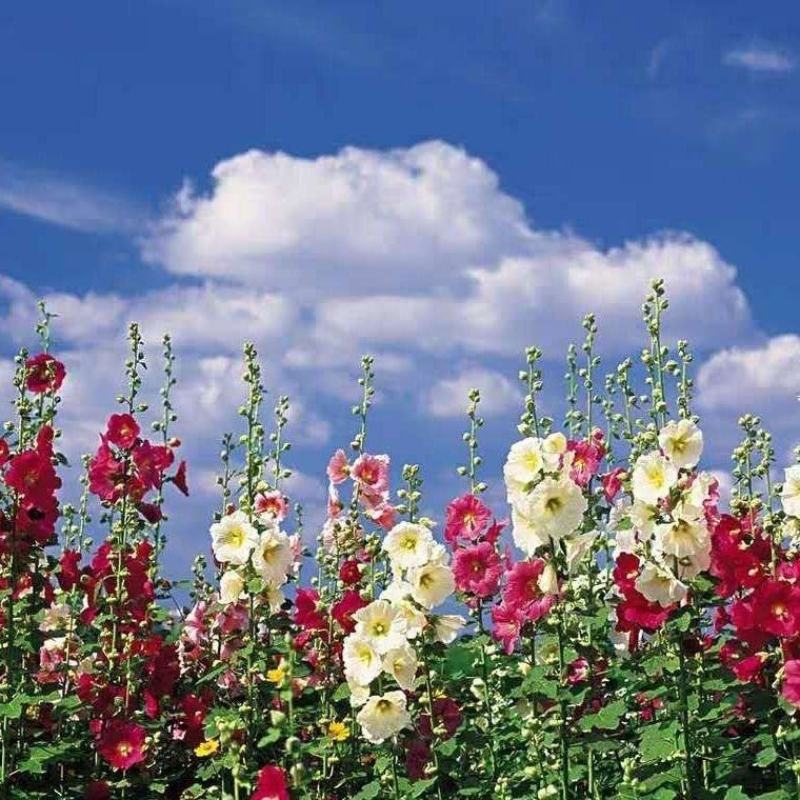 蜀葵花种子重瓣蜀葵花种子多年生一丈红种子春播四季易种易活