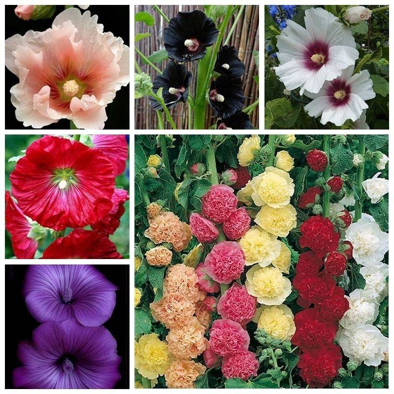 蜀葵花种子重瓣蜀葵花种子多年生一丈红种子春播四季易种易活