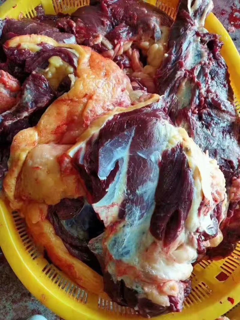 锡林郭勒溜达黄牛肉，纯干新鲜无调理，肉质紧实，口感好！