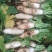 白萝卜种植户大量上市批发中，欢迎新老客户莅临洽谈……