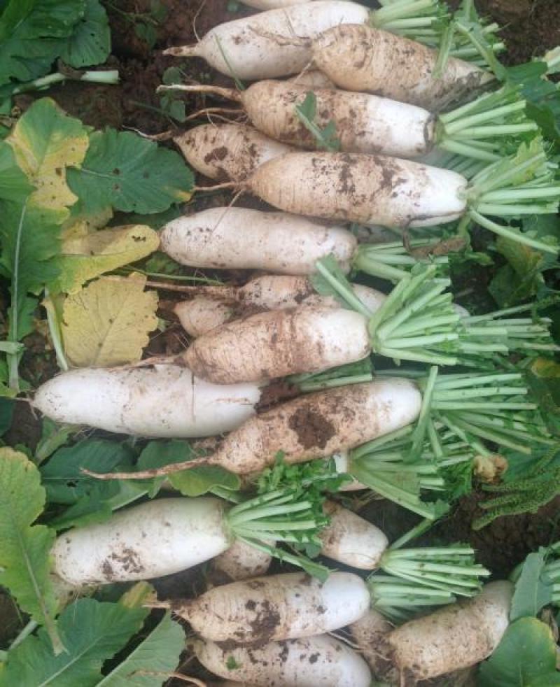白萝卜种植户大量上市批发中，欢迎新老客户莅临洽谈……