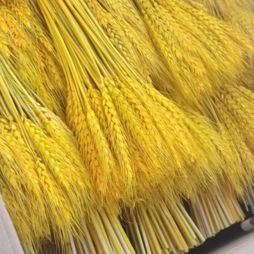 天然麦穗干花花束开业大麦田园装饰摆件精品干花