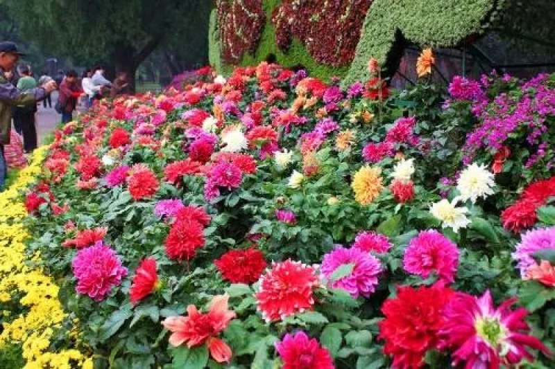 大丽花种子小丽花种子多年生宿根花卉种子阳台盆栽庭院种植