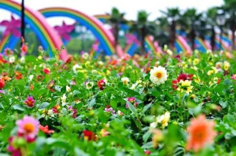 大丽花种子小丽花种子多年生宿根花卉种子阳台盆栽庭院种植