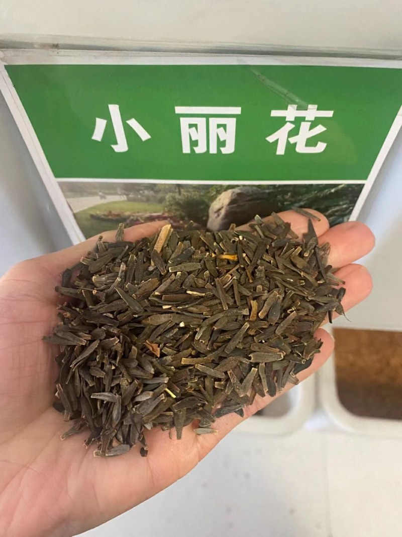 大丽花种子小丽花种子多年生宿根花卉种子阳台盆栽庭院种植