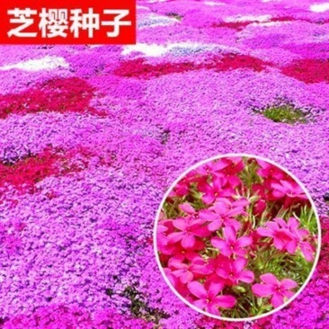 芝樱花籽福禄考花种子耐寒多年生花坛花海绿化丛生芝樱花种籽