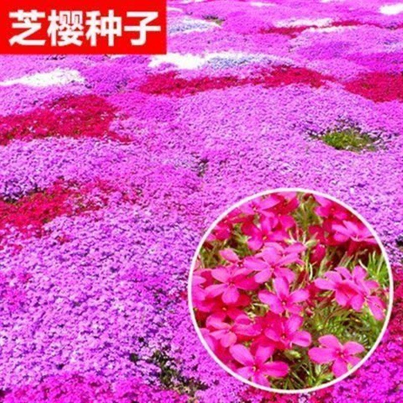 芝樱花籽福禄考花种子耐寒多年生花坛花海绿化丛生芝樱花种籽