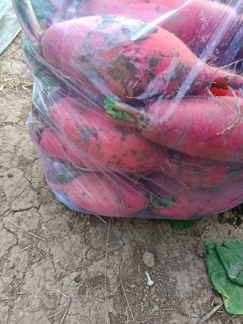 白萝卜种植户大量上市批发中，欢迎新老客户莅临洽谈……