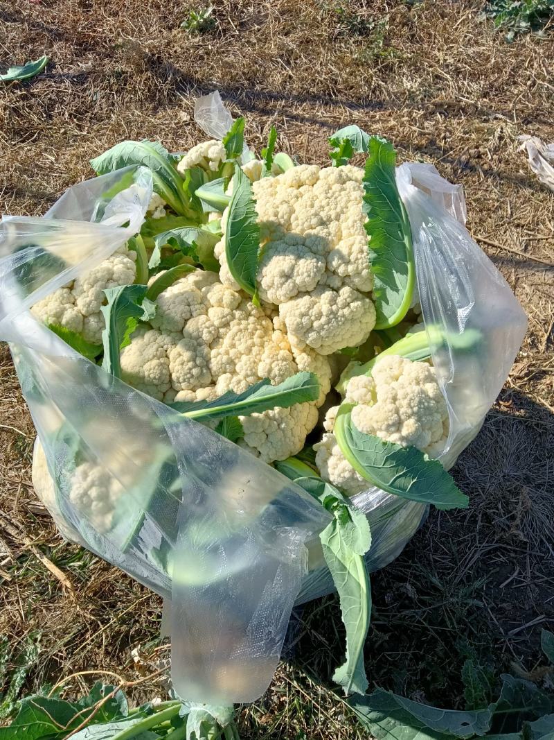 白萝卜种植户大量上市批发中，欢迎新老客户莅临洽谈……