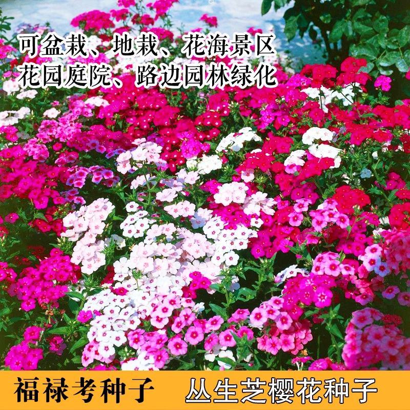 芝樱花籽福禄考花种子耐寒多年生花坛花海绿化丛生芝樱花种籽