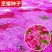 芝樱花籽福禄考花种子耐寒多年生花坛花海绿化丛生芝樱花种籽