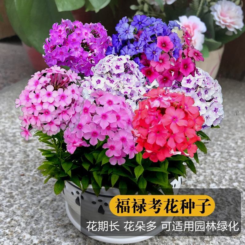 芝樱花籽福禄考花种子耐寒多年生花坛花海绿化丛生芝樱花种籽