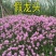 假龙头花种花籽多年生耐寒耐热室内盆栽宿根假龙头花卉种籽子