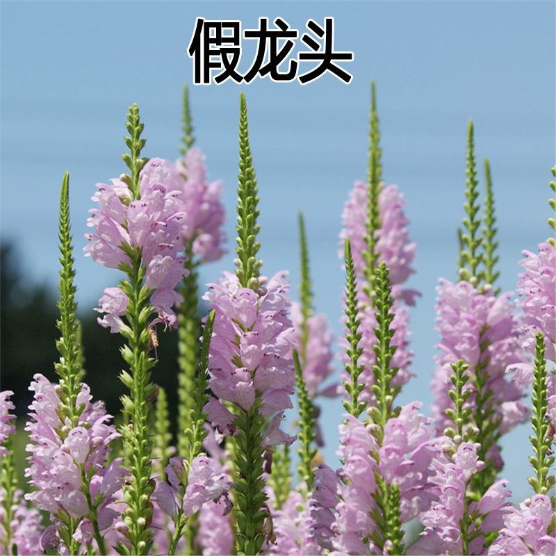 假龙头花种花籽多年生耐寒耐热室内盆栽宿根假龙头花卉种籽子