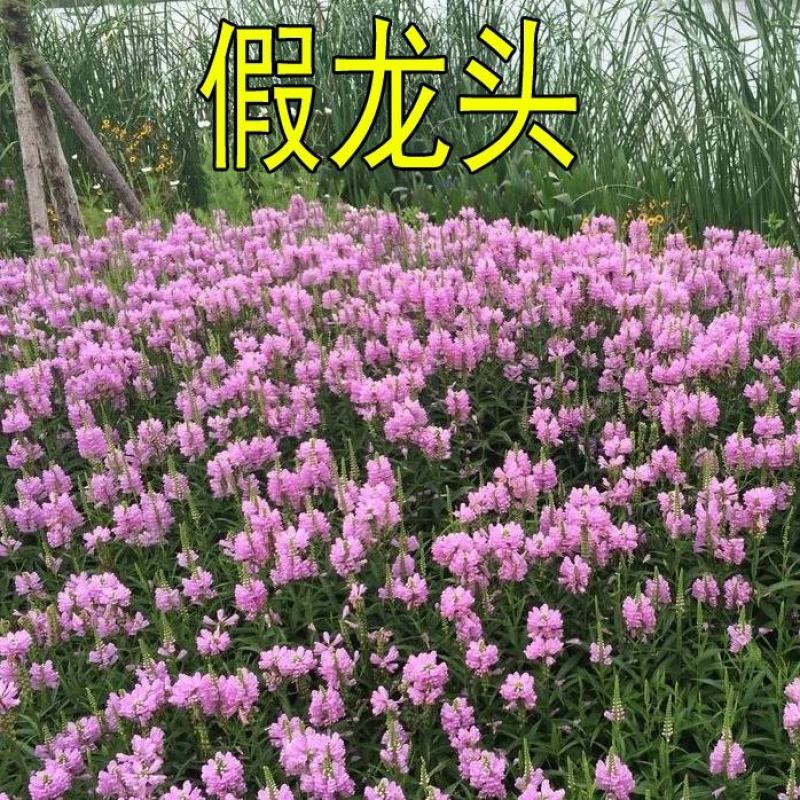 假龙头花种花籽多年生耐寒耐热室内盆栽宿根假龙头花卉种籽子