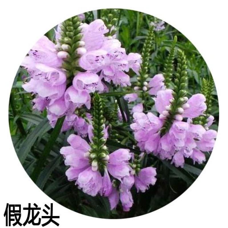 假龙头花种花籽多年生耐寒耐热室内盆栽宿根假龙头花卉种籽子