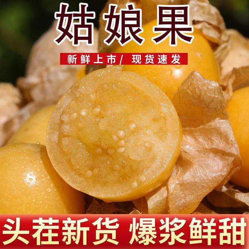 东北甜姑茑果新鲜灯笼果黄姑娘果大量供应品质优可视频看货